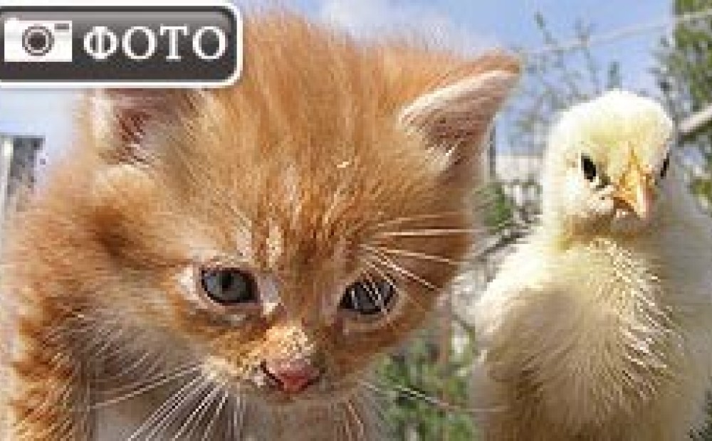 Котенок И Цыпленок Фото