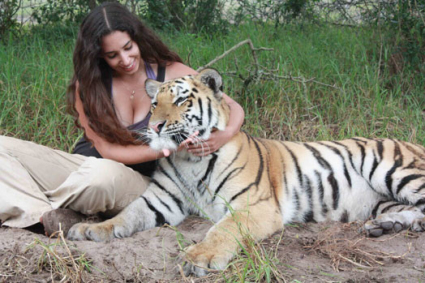 Tiger wife porn