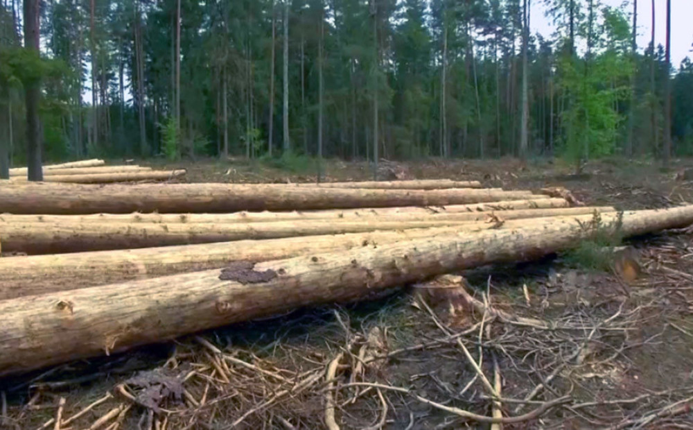 Polija ignorē tiesas lēmumu un turpinās izcirst senu mežu