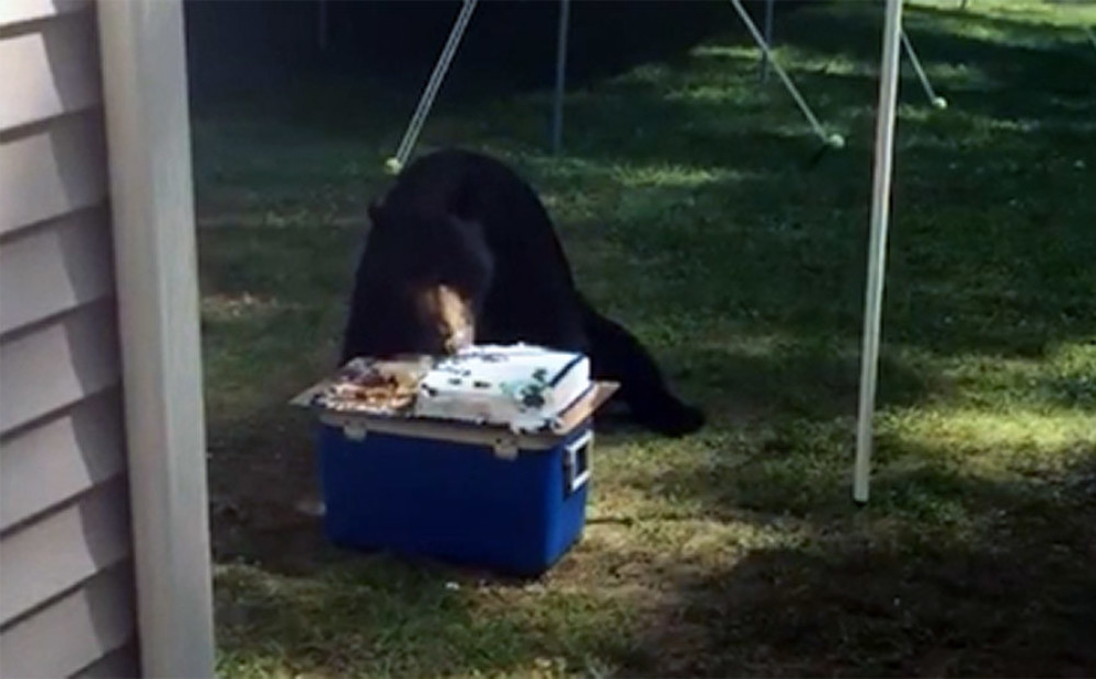 Lācis ierodas dzimšanas dienas ballītē un apēd visu torti