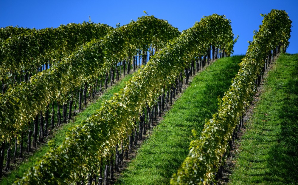 Eiropas vīndari šogad nonākuši īstā bēdu ielejā