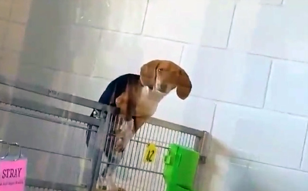Suns mēģina aizšmaukt no dzīvnieku patversmes