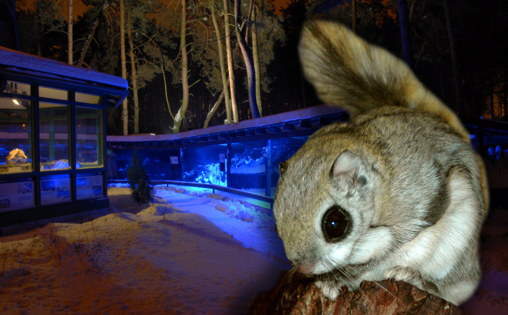 Rīgas Zooloģiskajā dārzā ar Paslēpju grāmatu atklāj Ziemas naktis