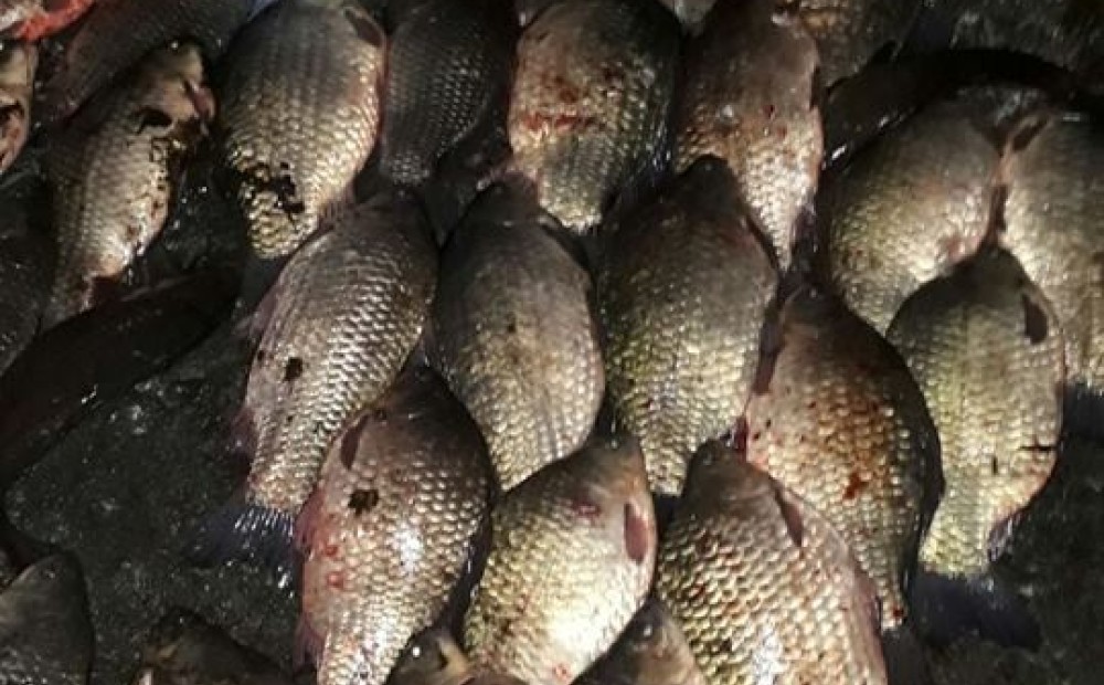 Maluzvejnieki Babītes ezerā nelikumīgi nozvejo 37 kilogramus karūsu un deviņus līņus