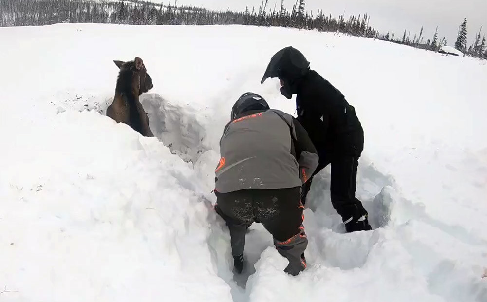 Ziemas baudītāji Ņūfaundlendā no sniega gūsta izglābj bezspēcīgu alni