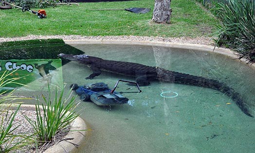 Austrālijas Rāpuļu parka krokodils atņem strādniekam zāles pļāvēju. FOTO -  Jauns.lv