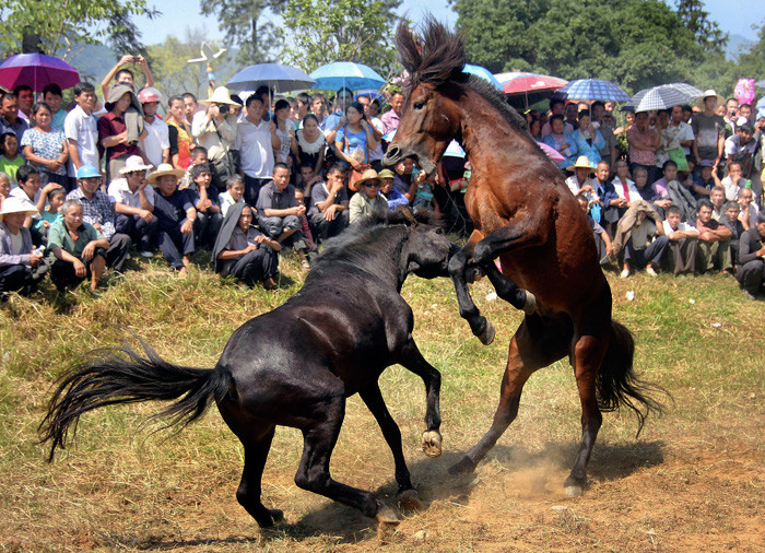 Лошади дерутся. Бои жеребцов. Бои жеребцов. Бои жеребцов. Лошади дерутся.