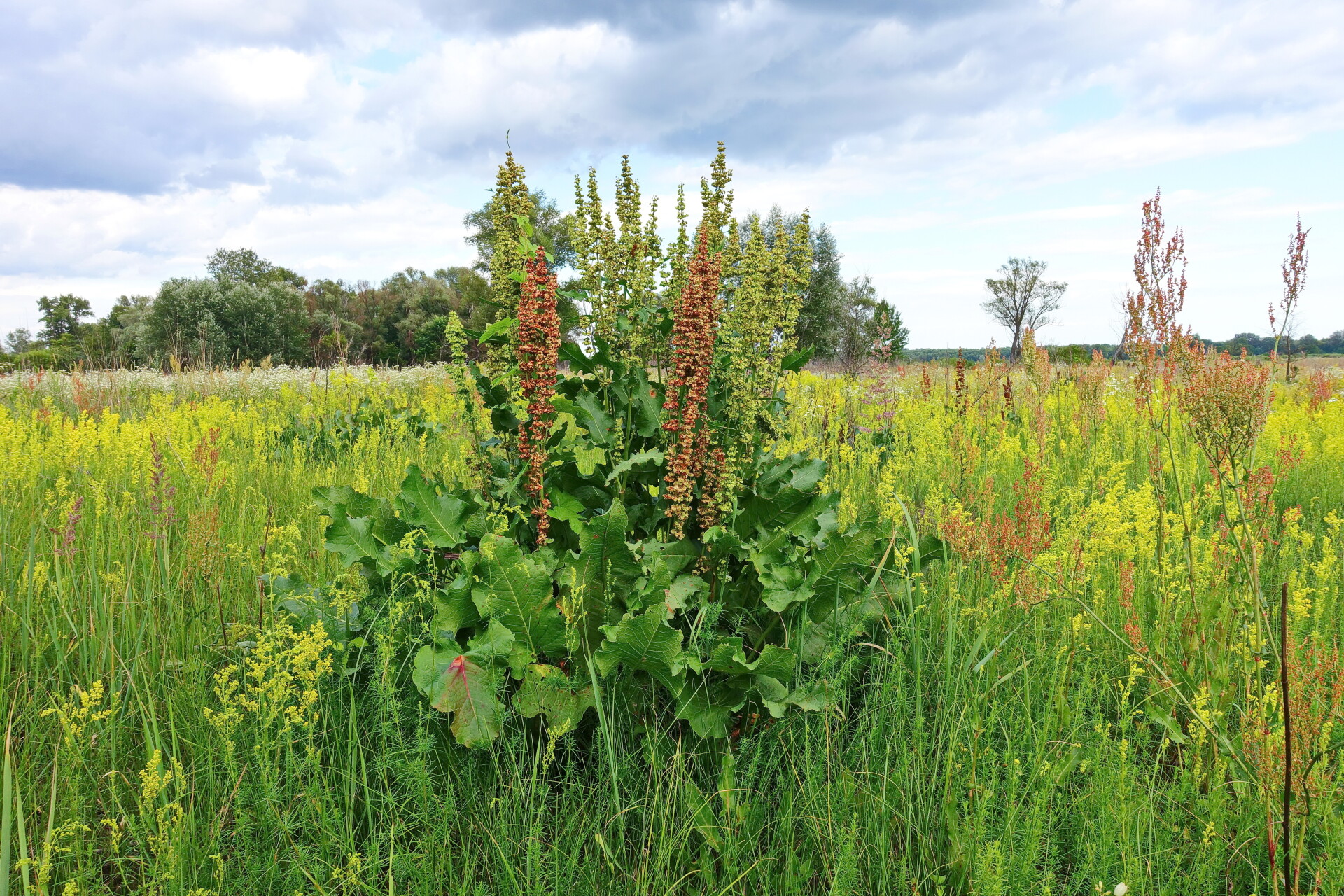 Щавель конский (Rumex confertus Willd.)