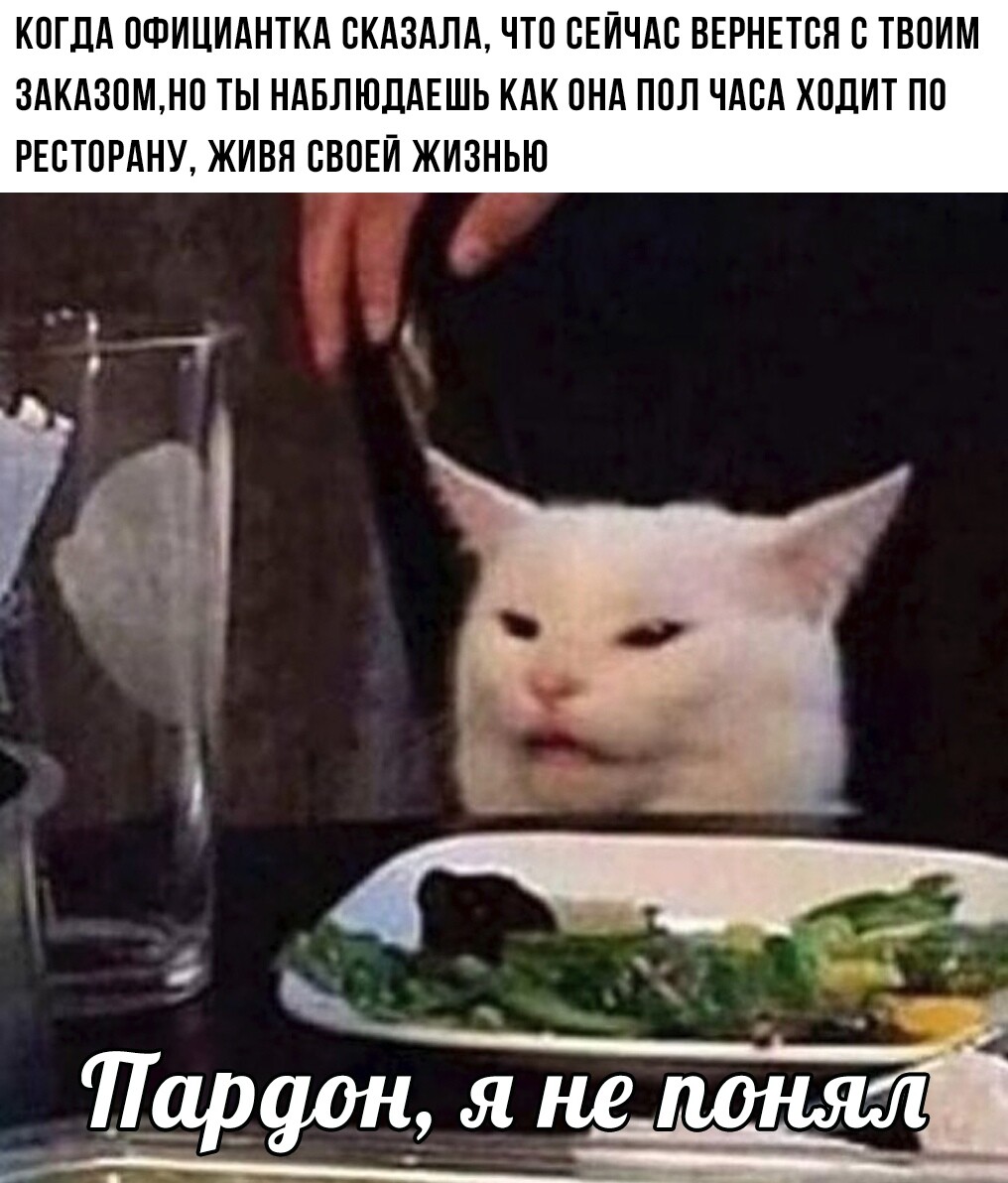 Белый кот за столом, плачущий пес: как живут животные из мемов?