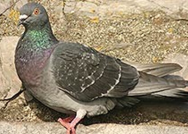 Dienvidāfrikā internets lēnāks nekā pasta balodis