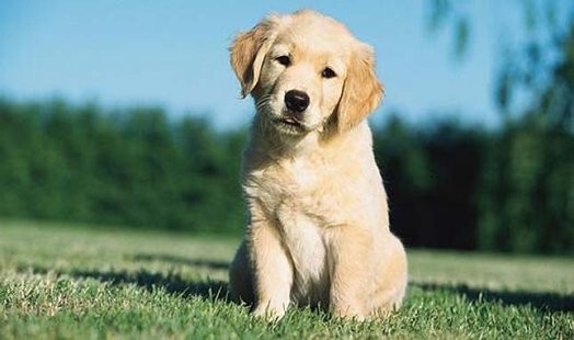 Atcerieties, pirms vedat savu kucēnu ārā, viņiem ir jābūt vismaz divas reizes imunizētiem.