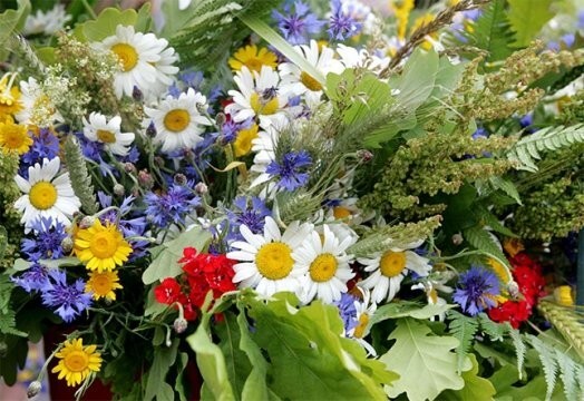 Ja jāņuzāles domātas pārdošanai, tad jābūt īpaši piesardzīgam. Viena naktsvijole var izmaksāt ne pa jokam