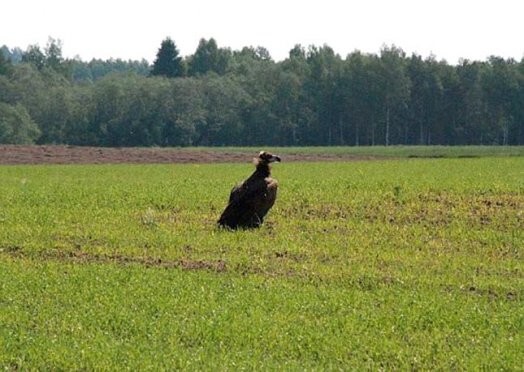 Lielākā melnā grifa populācija Eiropā ir Spānijā, šī suga sastopama arī citur Dienvideiropā – Francijā, Balkānos, Krimā, Kaukāzā