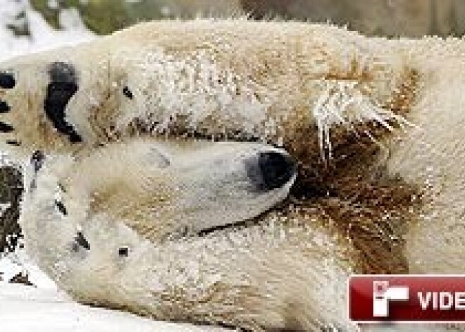 Polārlāci Knutu iepļaukā jaunā draudzene