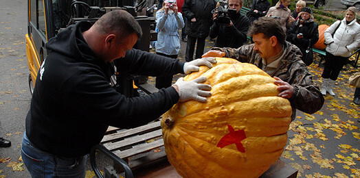 Aleksandras Krūmiņas izaudzēto 124 kilogramu smago ķirbi pacelt nav joka lieta.