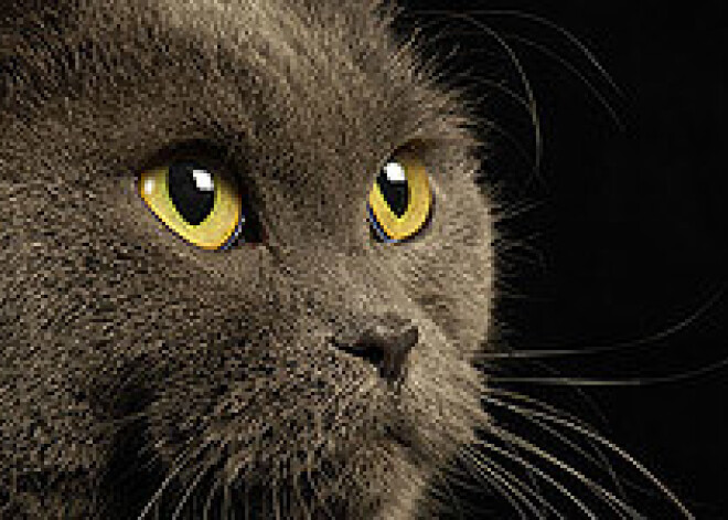 Vai attārpot kaķi?