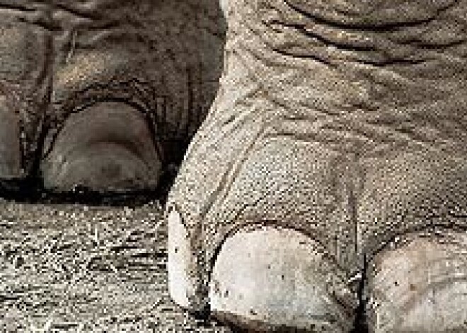 Zilonis slepkava terorizē Nepālas iedzīvotājus