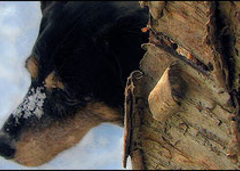 Suns pie koka nomērdēts pēc saimnieces lūguma