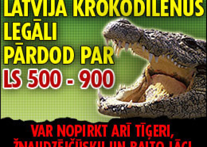 Latvijā krokodilēnus legāli pārdod par Ls 500 - 900