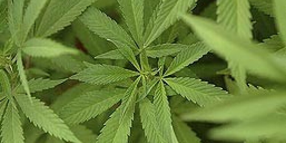Konfiscē 333 tonnas marihuānas un 2,8 tonnas kokaīna