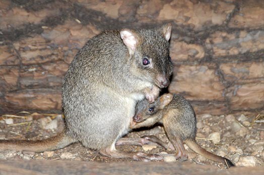 Tvērējastes ķenguri dabā mīt Austrālijas dienvidrietumos, un ir ļoti reti sastopami.