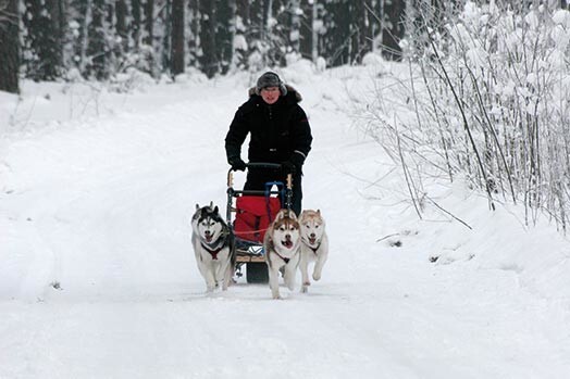 Lai pajūgu sportā sasniegtu labus rezultātus, nepieciešami regulāri treniņi. Vissvarīgākais – sākt treniņus ar nelielām slodzēm, pakāpeniski tās palielinot.