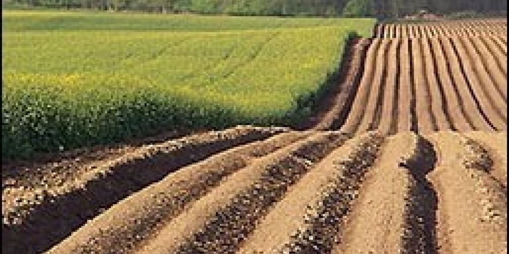 Eiropā atļauj audzēt ģenētiski modificētus kartupeļus