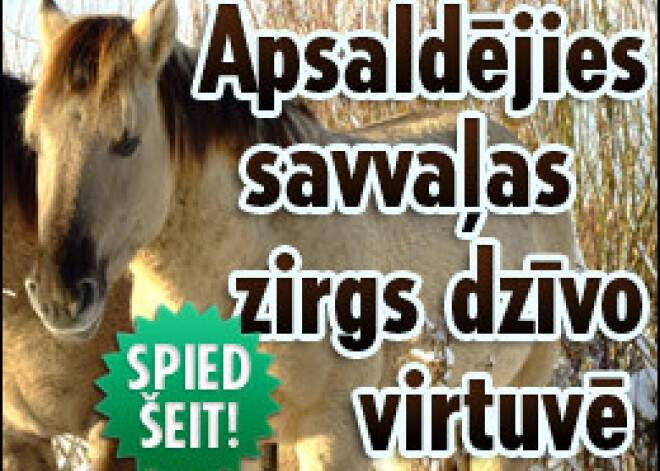 Apsaldējies savvaļas zirgs dzīvo virtuvē