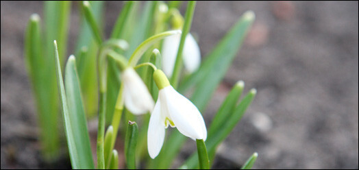 Pavasari tik drīz neredzēsim!