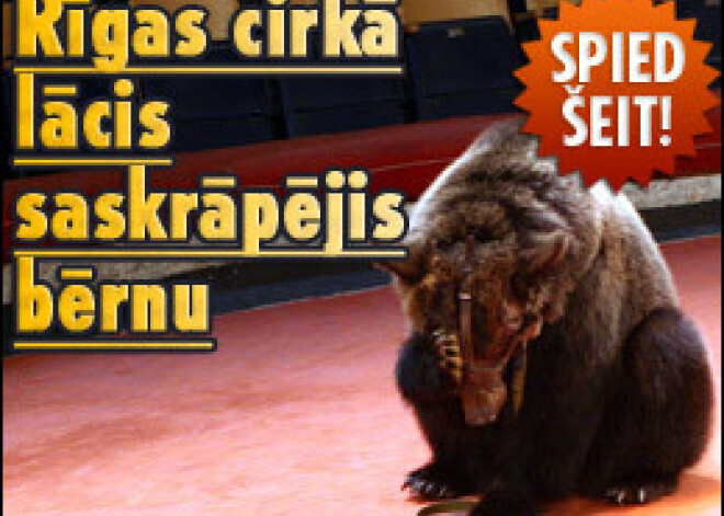 Rīgas cirkā lācis saskrāpējis bērnu