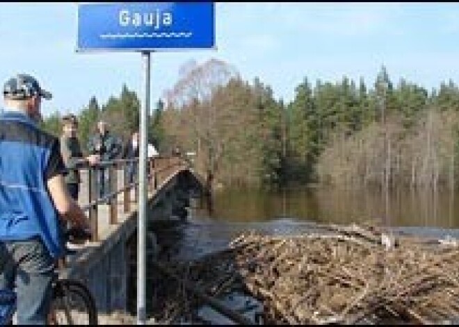 Koku krāvums, kas apdraud Strenčus, apstājies 500 metrus pirms tilta