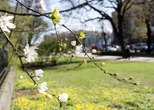 Piektdien sola šogad vēl nebijušu gaisa temperatūru.