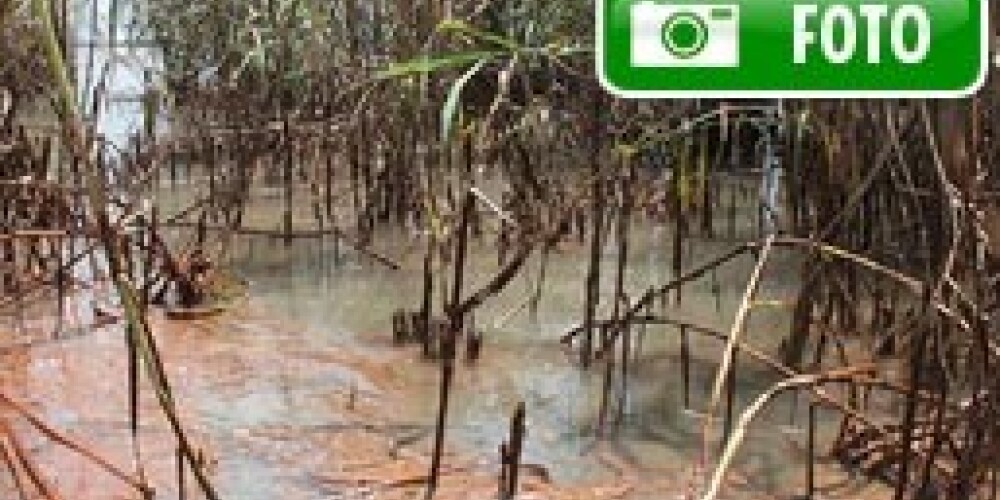 Meksikas līcī noplūstošā nafta izskalojas Luiziānas piekrastes purvājos