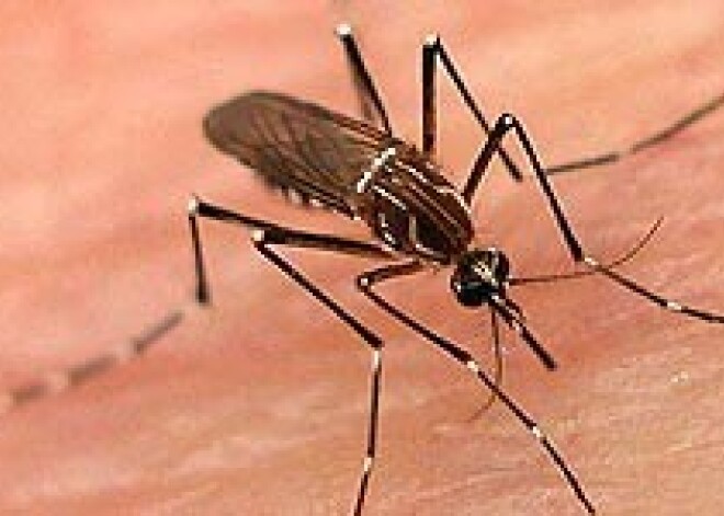 Masveidā savairojušies odi. Aptiekās izpērk pretodu līdzekļus