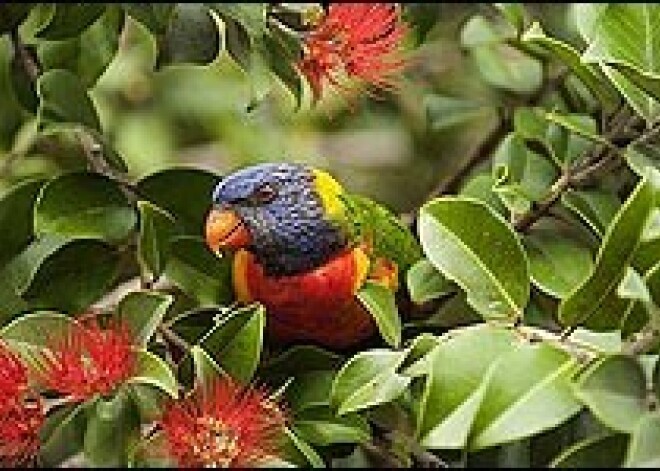 Austrālijā no kokiem krīt "piedzērušies" papagaiļi