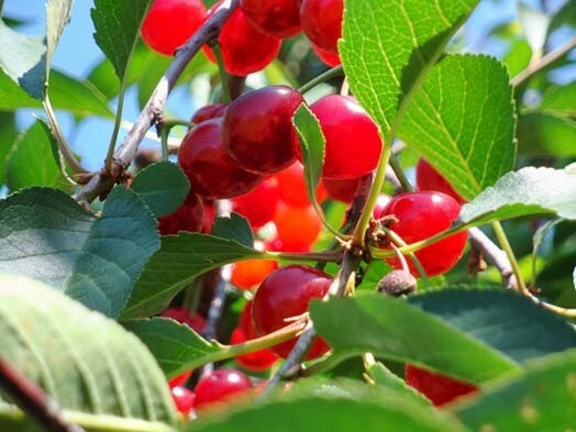 „LoveApple Farm” Gentē, Ņujorkas pavalstī audzētie ķirši atgādina Latvijas ogas, tāpēc tos ir iecienījuši Apvienoto Nāciju darbinieki.