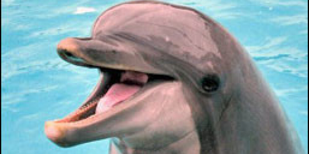 Дельфину удалили камни из почек