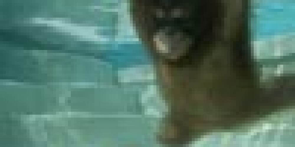 TRAKĀ PASAULE: Pirmais orangutans zem ūdens