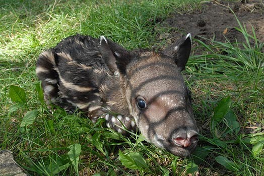 Tāds apmēram piecus kilogramus smags, svītrains un plankumains brīnums var aizkustināt ikvienu, kurš dodas uz Zoodārza Lauku sētu garām tapīru aplokam.