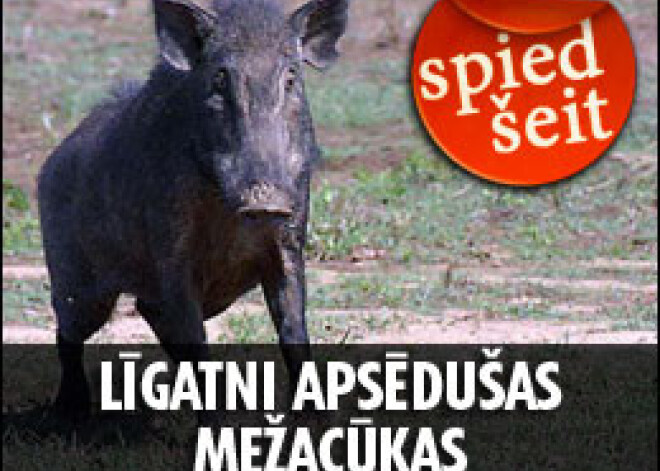 Līgatni apsēdušas mežacūkas