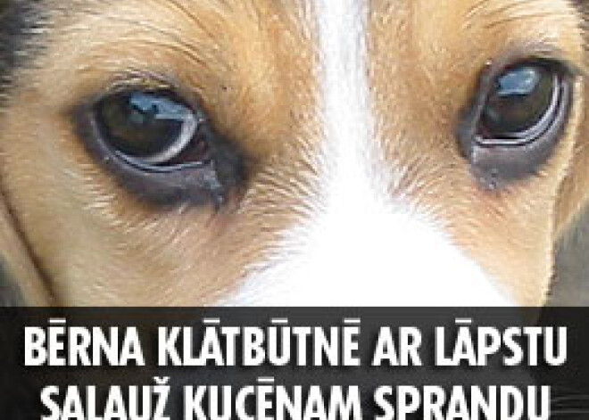 Vīrietis bērna klātbūtnē ar lāpstu salauž kucēnam sprandu