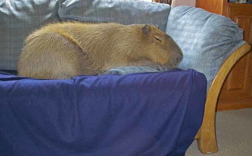 Тема - Капибары! - Капибары в зоопарках - @дневники: асоциальная сеть