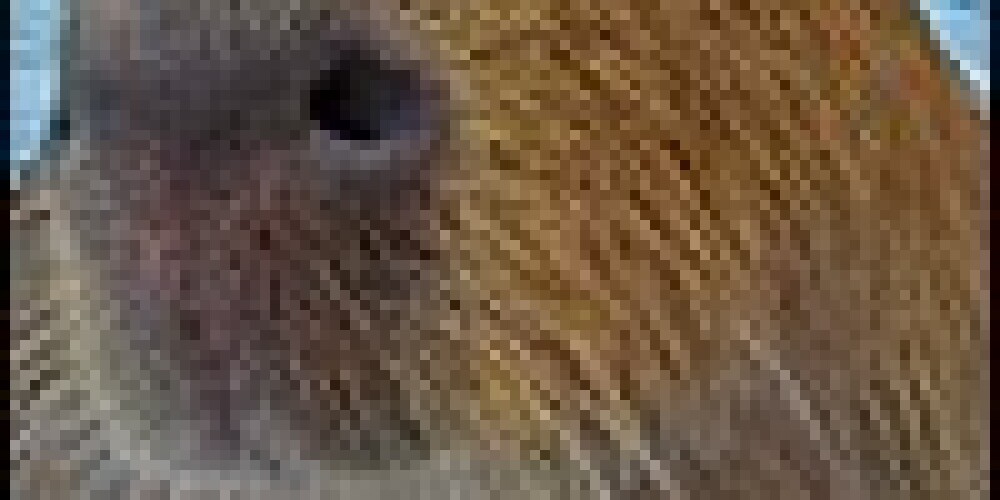 TRAKĀ PASAULE: Slavenākā kapibara
