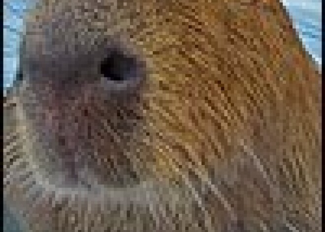 TRAKĀ PASAULE: Slavenākā kapibara