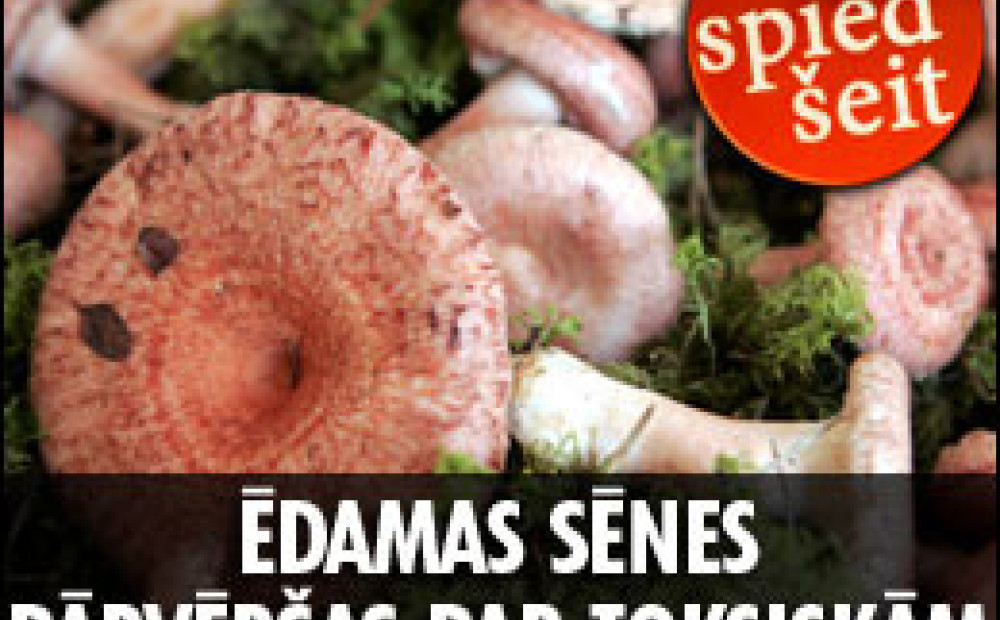 Ēdamas sēnes var kļūt toksiskas | Jauns.lv
