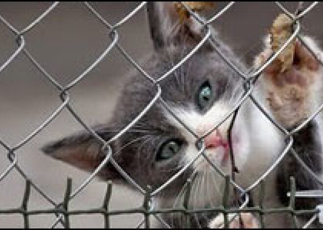 Rīgas dzīvnieku patversme lūdz palīdzību