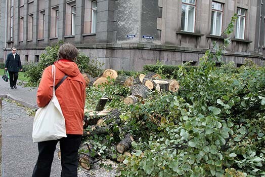 Pie Ministru kabineta ēkas nozāģēta dzīvībai bīstama liepa.