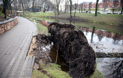 Vētrā koki Rīgā gāžas arī bez bebru palīdzības...