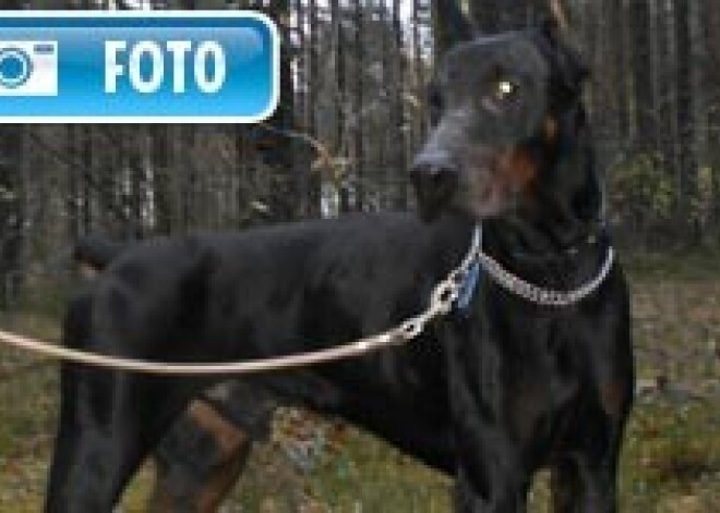 Atrasts dobermans. Izpilda komandas krievu valodā