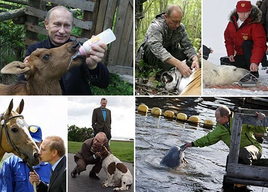 Премьер-министр России Владимир Путин не раз был запечатлен с различными представителями флоры и фауны: собаками, лошадьми, рыбами, дельфинами, тигрицей, медведем и другими животными